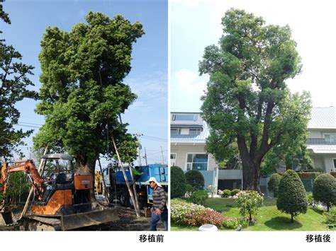 樟樹開花|樟樹是什麼？台灣原生樹種的特性與文化意義 